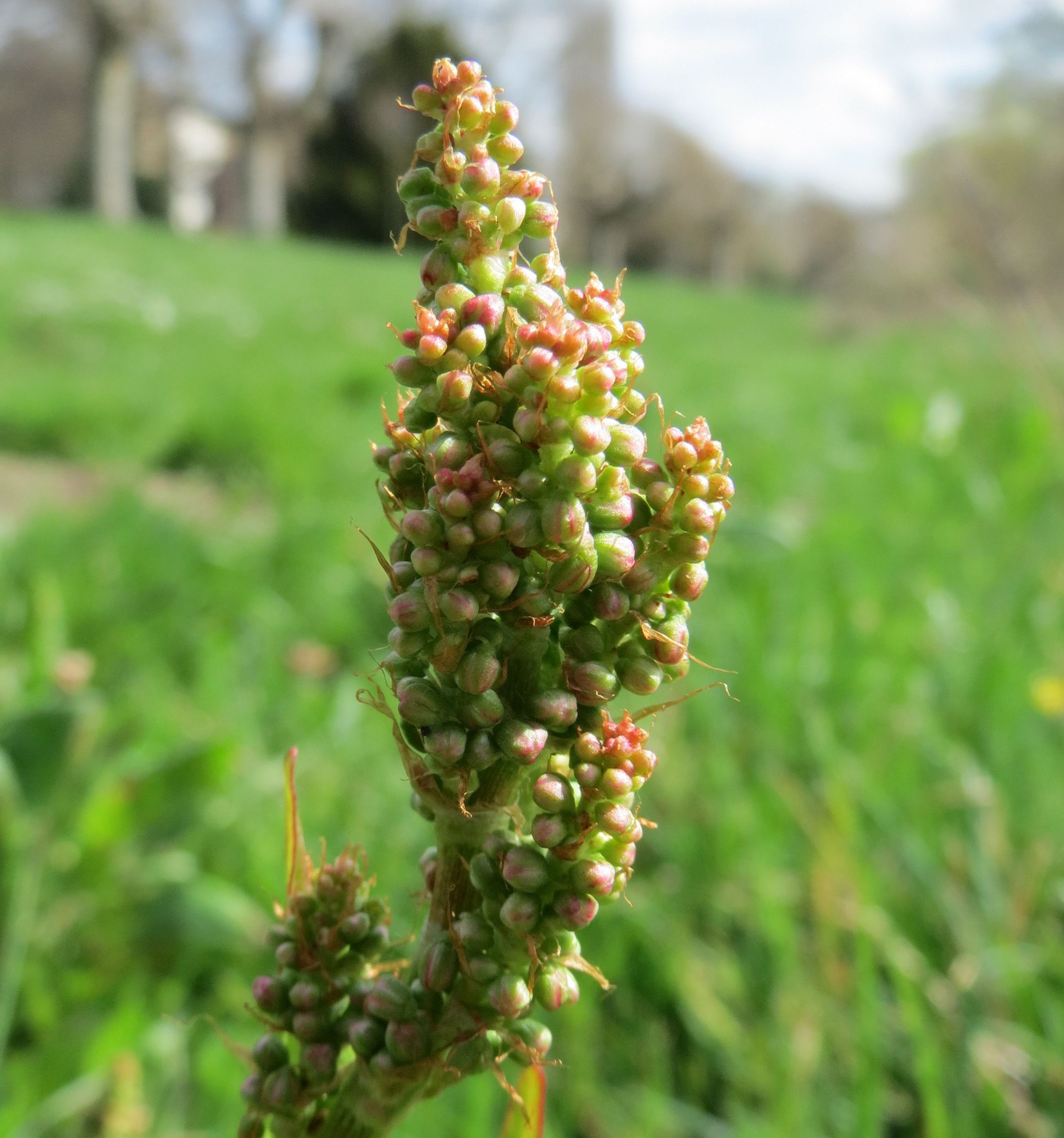 Wiesen Sauerampfer Rumex Acetosa L Bienenroute wiesen-sauerampfer-rumex-acetosa-l-bienenroute